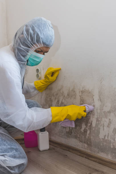 Best Mold Damage Restoration  in New Albany, OH